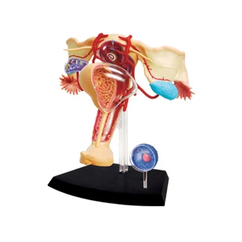 Sistemul de reproducere feminin 4d master Asamblarea puzzle jucărie corpul uman organe anatomice modelul medical modelul de predare