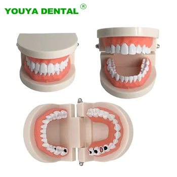 Dentare Model Spalatul Pe Dinti Model De Educație Cariilor Dentare Îngrijire Orală Igienă Studierea Predare Instrument De Demonstrație