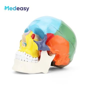 1:1 Anatomice Umane Craniu Model De Plastic Adult Anatomie Model De Cap