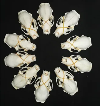 10buc/5pcs/2 buc Real nurca cranii, fin de animale, exemplare,craniu de Animal cadouri nurca craniu specimen