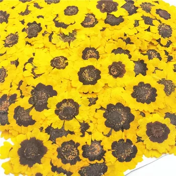 60pcs Uscate Presate Coreopsis Tinctoria Plante cu Flori Ierbar Pentru Bijuterii carte Poștală Carte de Invitație Caz de Telefon Marcaj DIY