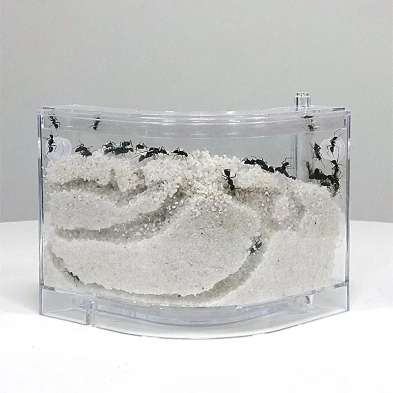 Interesant Creatură Animale De Companie Ant Cutie Atelier De Nisip Cuib Castel De Nisip Natural Experiment Științific Jucărie De Explorare Imagine 4